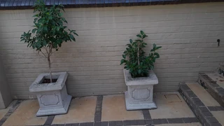 Ficus Benjamina and Pot plants