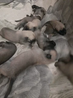 Belguim Malinois puppies