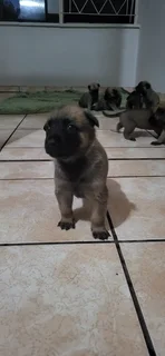 Balguim Malinous puppies