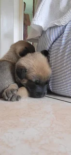 Balguim Malinous puppies