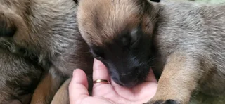 Balguim Malinous puppies