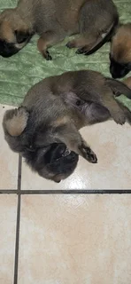 Balguim Malinous puppies