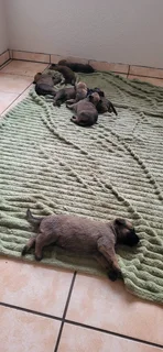 Balguim Malinous puppies