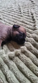 Balguim Malinous puppies