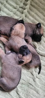 Balguim Malinous puppies
