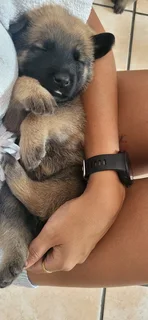 Belgium Malinois puppies