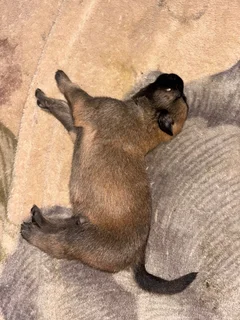Belgium Malinois puppies