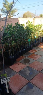 Fruit trees for sale