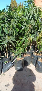 Heidi mango trees