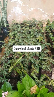 Curry leaf plants