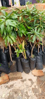 Grafted mango and avo trees for sale