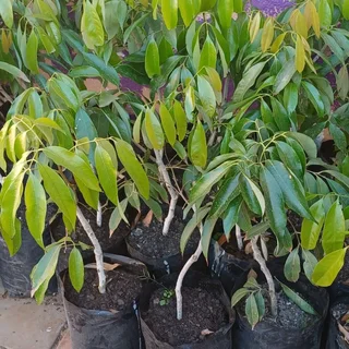 Olive and litchi trees