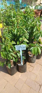 Grafted Cherry trees