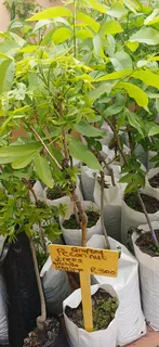 Grafted Pecan nut trees