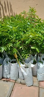 Grafted Pecan nut trees