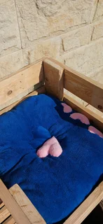 Litten Plush Pet care