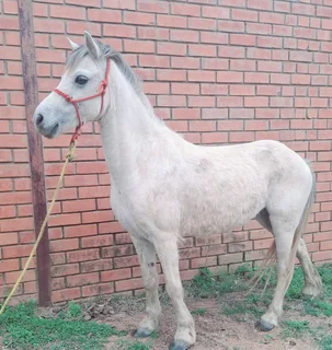 Pony Mare