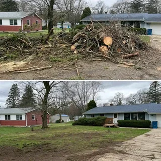 Professional Tree felling Services