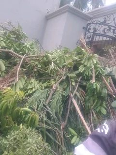 Professional Tree felling Services