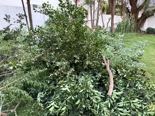 Professional Tree felling Services