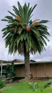 Professional Tree felling Services