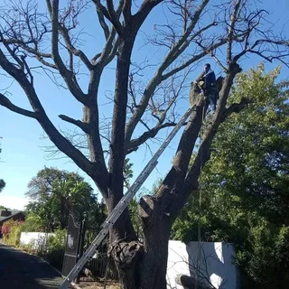 Professional Tree felling Services