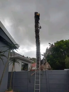 Professional Tree felling Services