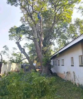 Professional Tree felling Services