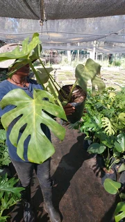 Plants at GREAT prices ::: Nursery