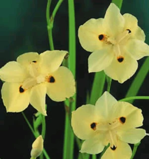 Plants at GREAT prices ::: Nursery