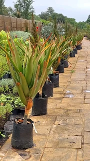 Compost R25 per 30dm3 bag ::: Nursery