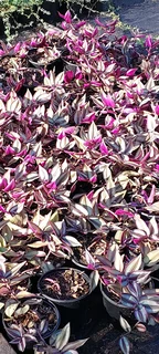 Nursery selling plants at UNBELIEVABLE prices ::: Nursery