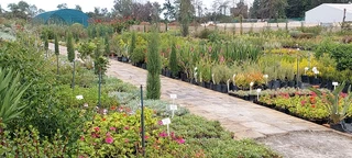 Nursery selling plants at UNBELIEVABLE prices ::: Nursery