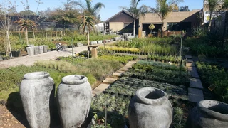 Nursery selling plants at UNBELIEVABLE prices ::: Nursery