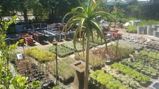 Nursery selling plants at UNBELIEVABLE prices ::: Nursery