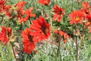 Gazania SPECIAL R18 in 15cm growing pots ::: Nursery