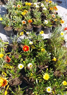 Gazania SPECIAL R18 in 15cm growing pots ::: Nursery