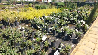 Compost R25 per 30dm3 bag ::: Nursery