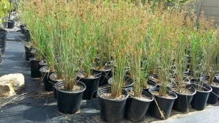 Compost R25 per 30dm3 bag ::: Nursery