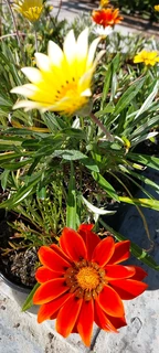 Gazania SPECIAL R18 in 15cm growing pots  :::