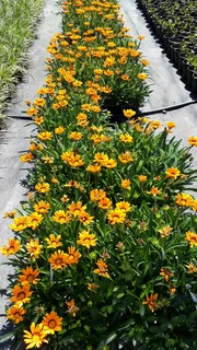 Gazania SPECIAL R18 in 15cm growing pots  :::