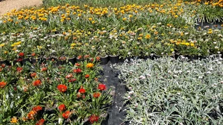 Gazania SPECIAL R18 in 15cm growing pots  :::