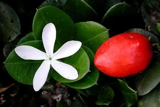 Calling all landscapers ::: Nursery