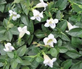 Calling all landscapers ::: Nursery