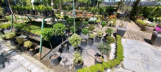 Compost R25 per 30dm3 bag  ::: Nursery