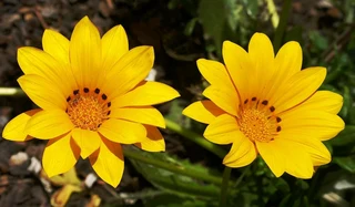 Gazania SPECIAL R18 in 15cm growing pots ::: Nursery