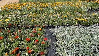Gazania CRAZY Special ::: Nursery