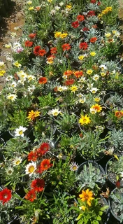 Gazania CRAZY Special ::: Nursery