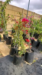 The Rusty Garden Barrow Nursery