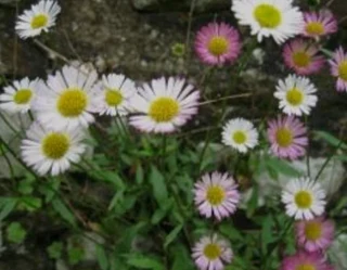 The Rusty Garden Barrow Nursery